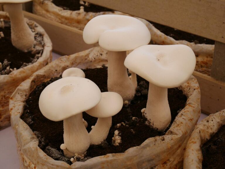 Growing mushrooms