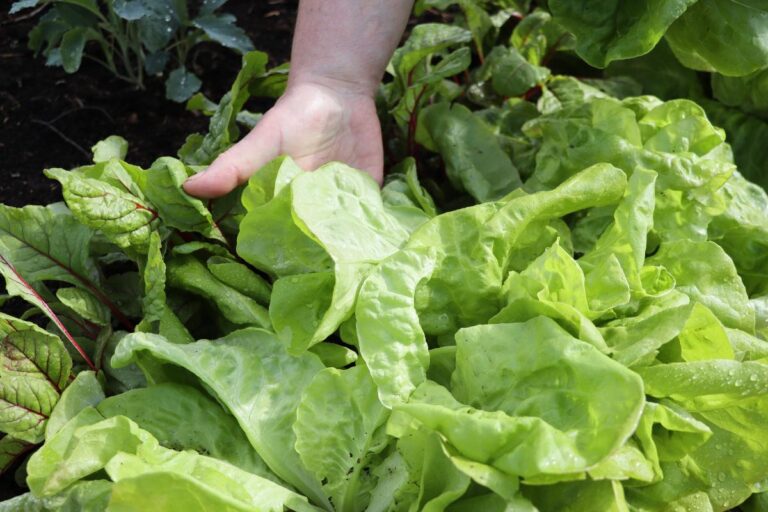 Picking fresh lettuce from the garden