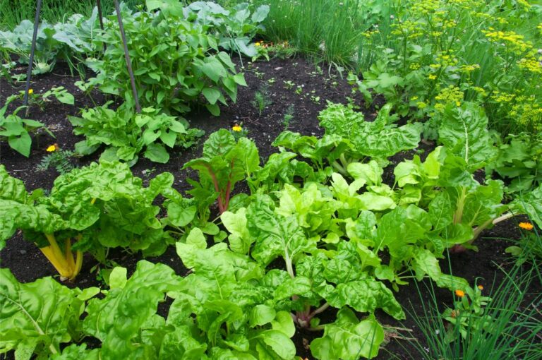Various leafy greens growing in the garden