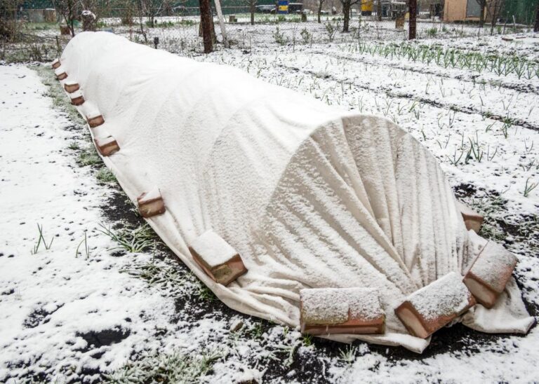 Covering crops with a small greenhouse during a frost