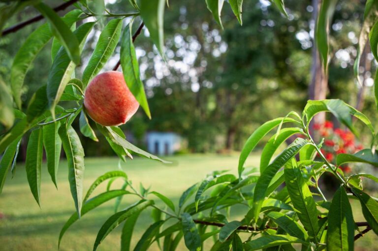 Peach tree in the backyard