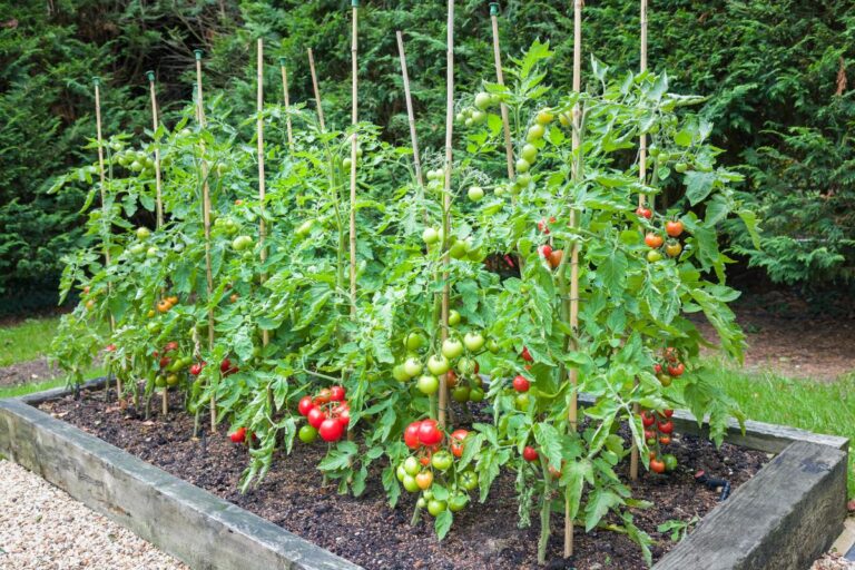 Tomato plants