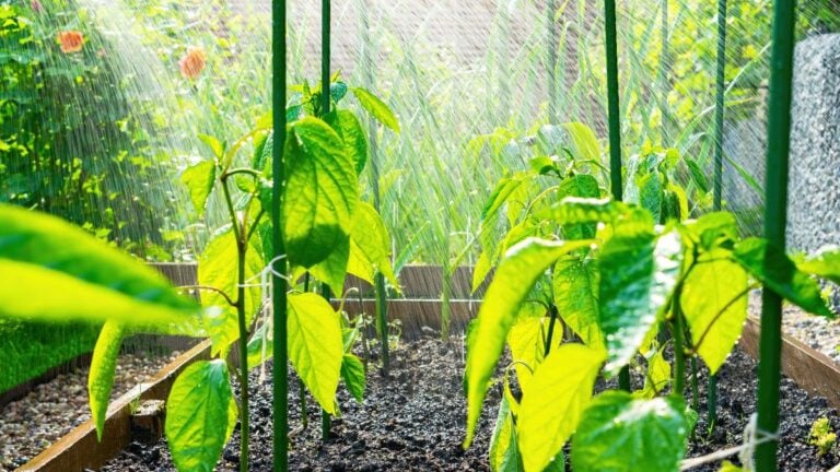 A garden bed being watered