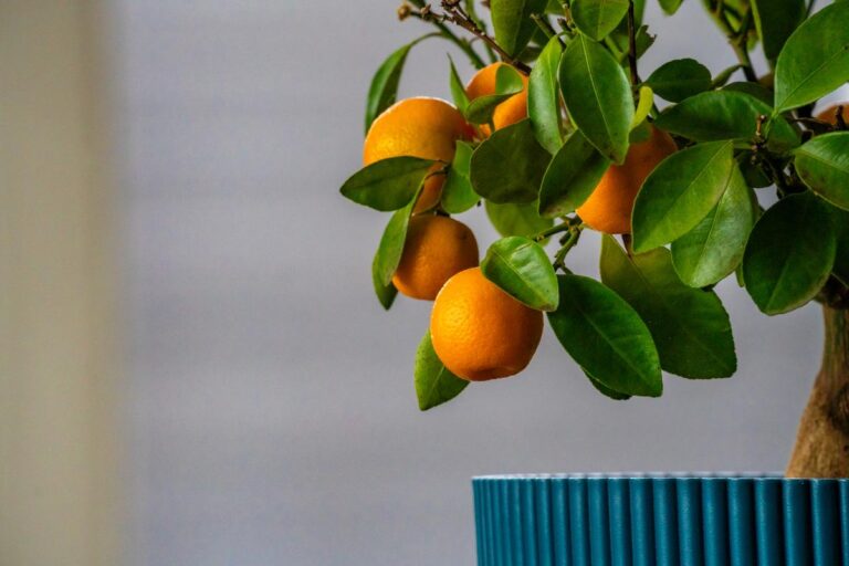 Indoor orange tree