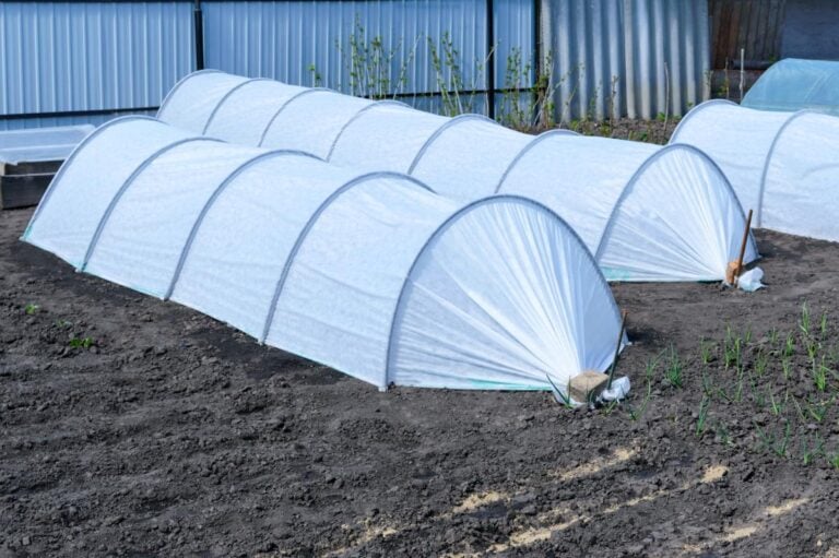 Plant tunnel to protect them from frost