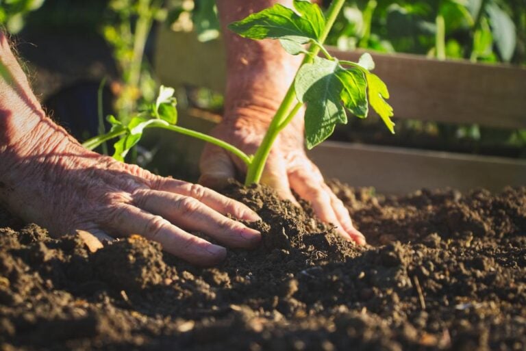Planting a tomato plant