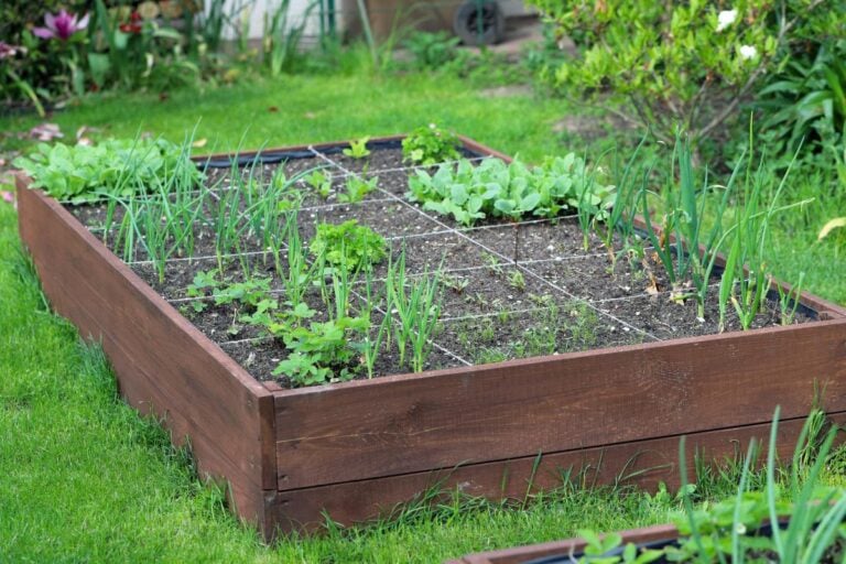 Square foot garden