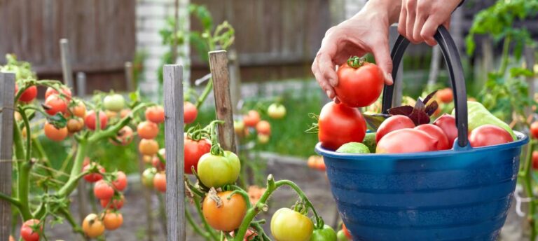 Picking fresh tomatoes