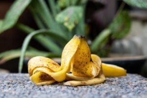 Using a banana peel as a fertilizer