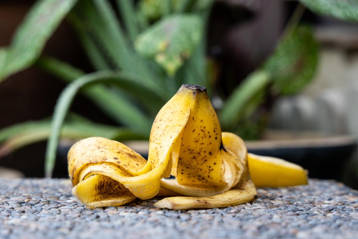 Using Banana Peels as a Natural Fertilizer