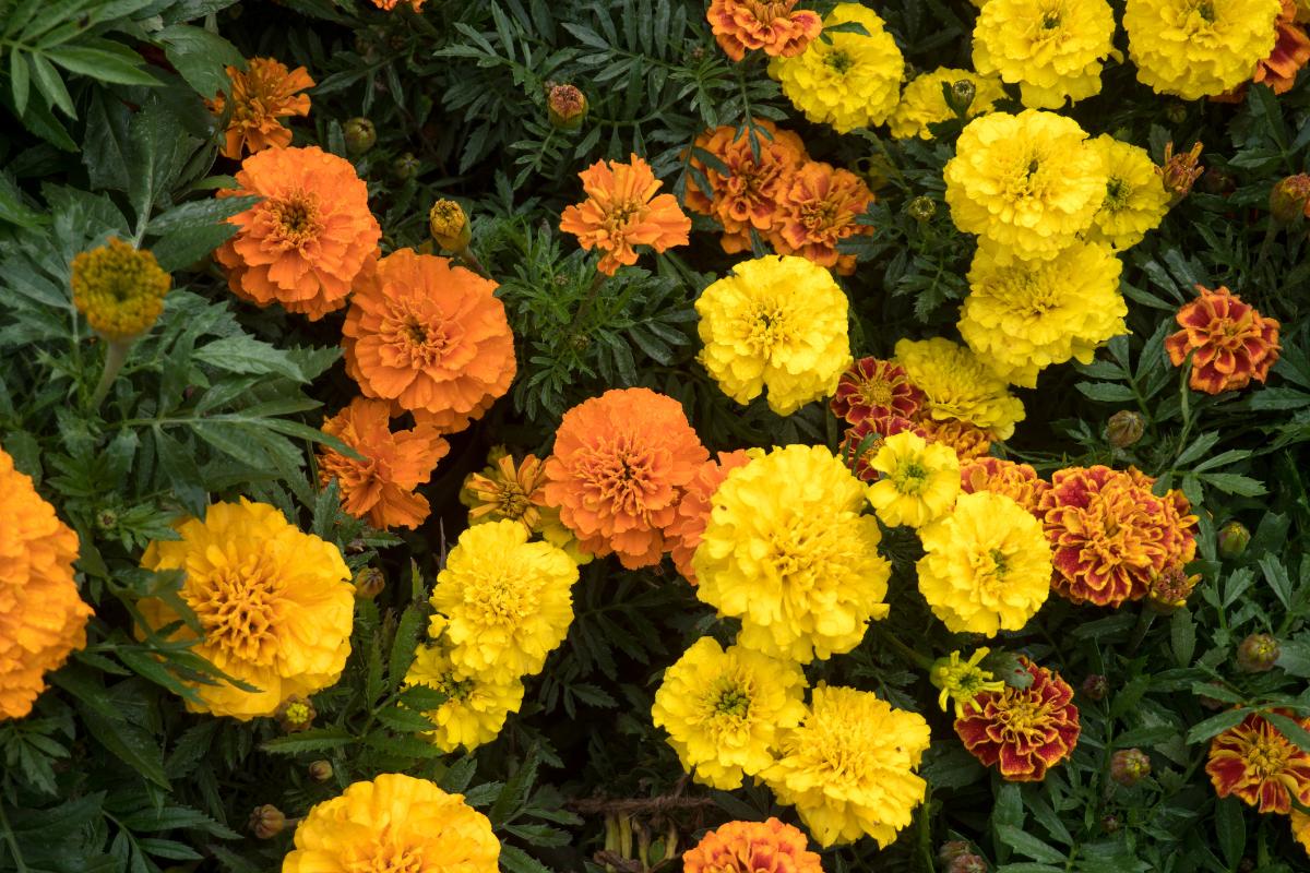 Marigolds