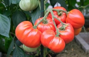 Tomatoes on the vine in the sun