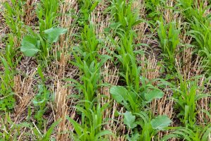 Close up view of cover crops
