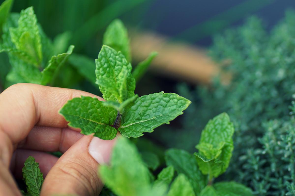 Up close shot of mint plant