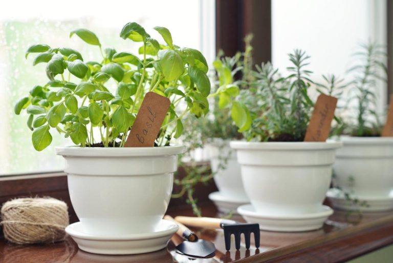 Growing herbs in the window