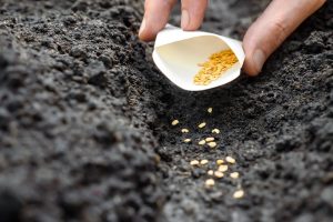 How to Start Chaos Gardening (And the Benefits) 1 Planting seeds in the garden