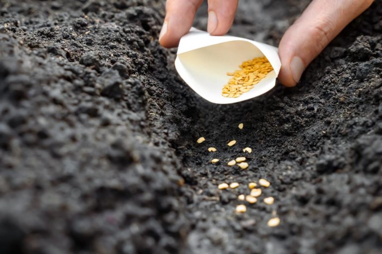 Planting seeds in the garden