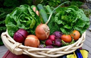 Kitchen Gardening 101 1 A basket of fresh vegetables