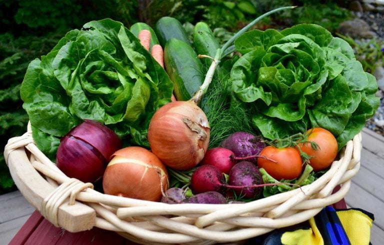A basket of fresh vegetables